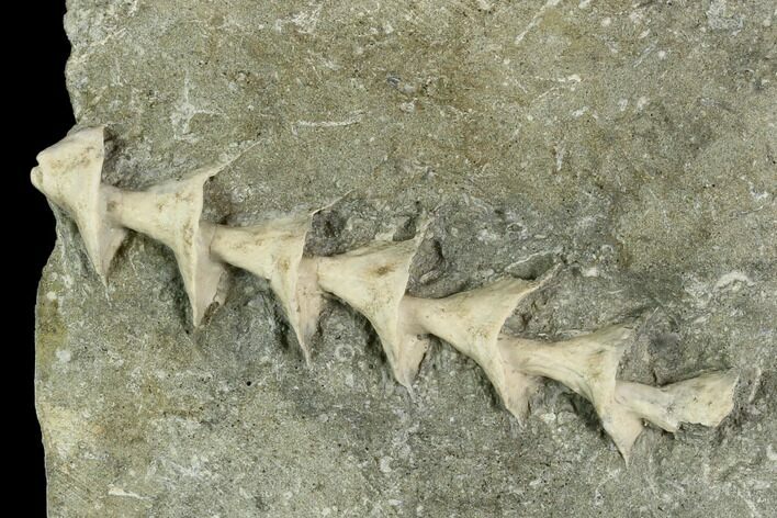 3" Archimedes Screw Bryozoan Fossil - Illinois